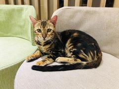 -猫和宫(六道口店)