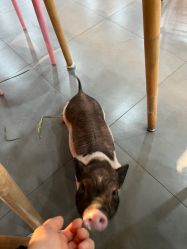 -Moni星球萌宠·小马宝莉·灵蛇·高端高阶全萌宠互动体验俱乐部(红豆国际广场店)
