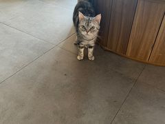 -飞行喵MR PILOT|猫舍·猫咖(静安大融城店)