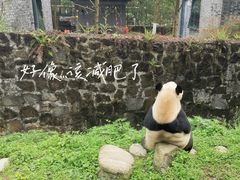 -都江堰中华大熊猫苑