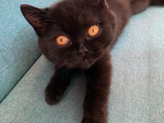 -喵屿·大理花园猫咖