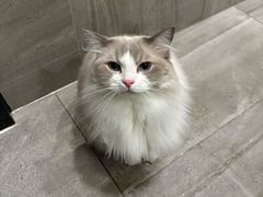 -贝康宠物医院·犬猫全科·小动物特色诊疗中心(东环路店)