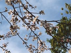 -两河城市森林公园