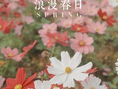 -天适樱花悠乐园