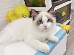 -糯米喵星人总部直营旗舰店·猫舍·幼猫出售