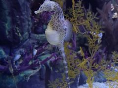 -上海海洋水族馆