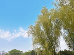 -莲花池公园