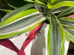 -哈根达斯(深圳海岸城店)