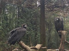 -贵州森林野生动物园