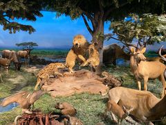 -国家自然博物馆