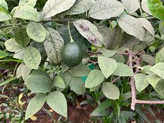 -南宫五洲植物乐园