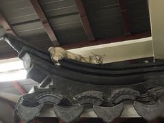 -协和菜馆(凤凰街店)