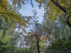 -三里屯东五街银杏大道