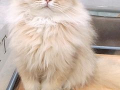 -袖虎·猫馆(体育西路店)