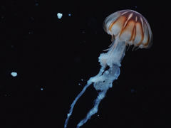 -珠海长隆海洋王国