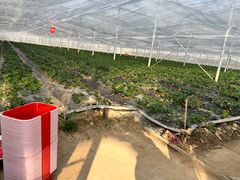 -喜杨洋草莓采摘园