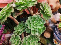 -双季花艺园艺市场(浦东店)