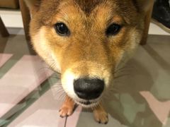 -柴务处·柴犬主题狗咖