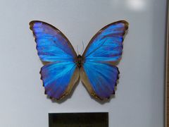 -上海昆虫博物馆