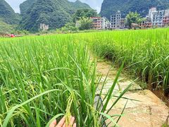 -靖西鹅泉风景区