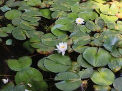 -东山雕花楼