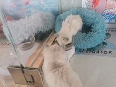 -糯米喵星人总部直营旗舰店·猫舍·幼猫出售