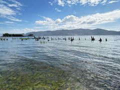 -才村湿地公园
