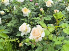 -都江堰玫瑰花溪谷