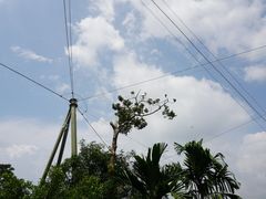 -新加坡飞禽公园