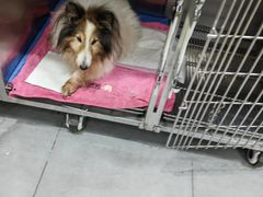 -宠颐生嘉德动物医院