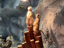 -Zoolung Zoolung动物主题公园(海信广场店)