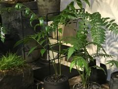 -植觉