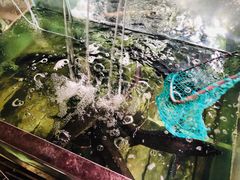 -抚仙湖生态石锅鱼野生菌(告庄店)