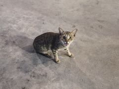 -盐禾堂海南屯昌香草鸭(海润路总店)