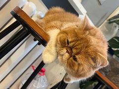 -平行世界·猫咖(首经贸店)