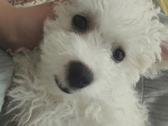 -美联众合动物医院(·中兽医·疑难杂症·严家桥分院)