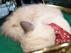 -喵喵咪呀布偶猫咖(春熙路店)