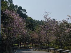 -火炉山森林公园