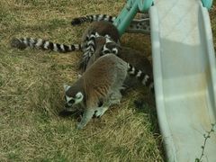 -青藏高原野生动物园