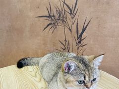 -楼上猫咖(罗湖店)