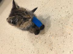 -爱派特动物医院·全科诊疗中心