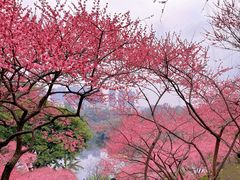 -重庆彩云湖湿地公园