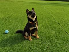 -北京京卫宠物寄养训练中心