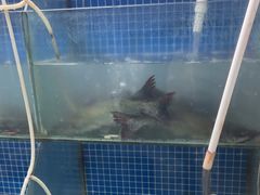 -鱼酷活鱼烤鱼(信息城店)