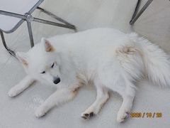 -共舞时光猫咖·狗咖(新街口店)