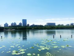 -莲花池公园