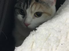 -纳吉亚猫专科动物诊疗中心(蒋宅口分院)