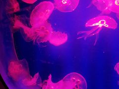 -福州罗源湾海洋世界旅游区