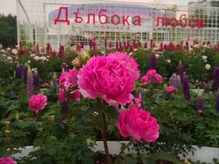 -深圳国际园林花卉博览园