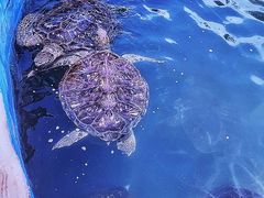 -广东惠东海龟国家级自然保护区